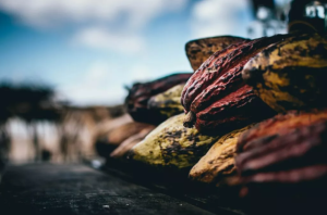 Living with Higher Cocoa Prices