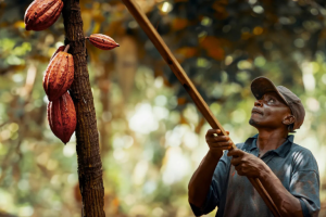 How Barry Callebaut Supports Farmers