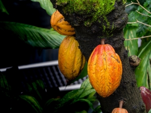 An Introduction to Cacao Agroforestry
